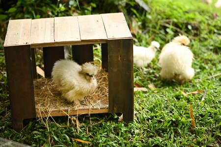 White silkie chickens walk in the garden.の写真素材