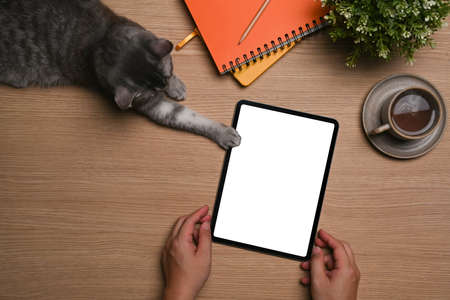 Overhead view man using digital tablet on wooden desk with his cute cat.の写真素材