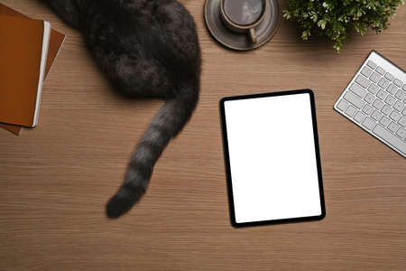 Overhead view man using digital tablet on wooden desk with his cute cat.の写真素材