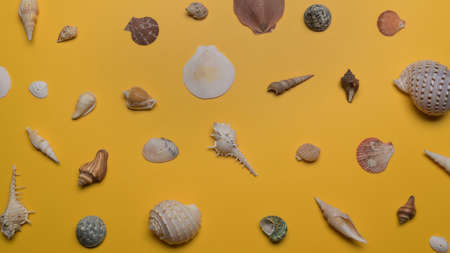 Summer composition. Seashells on yellow background. Summer vacation concept.の写真素材