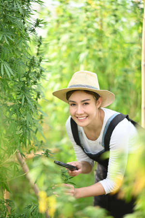 Farmer checking cannabis plants in the fields before harvesting. Concept of cannabis plantation for...