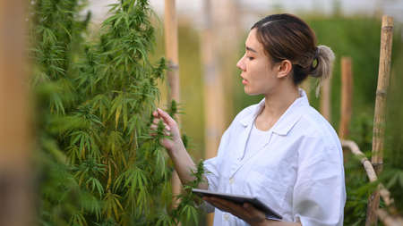 Shot of female scientist working in hemp field, checking plants. Agriculture and herbal medicine...