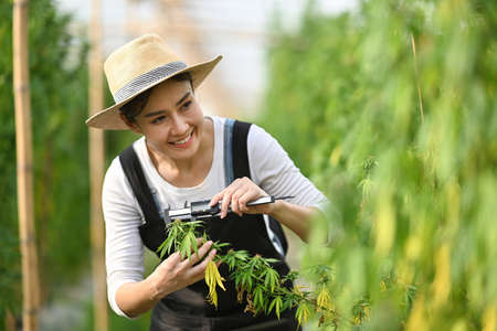 Smiling young farmer examining cannabis plants in greenhouse. Concept of herbal alternative medicine, cbd oil, pharmaceutical industry.の写真素材