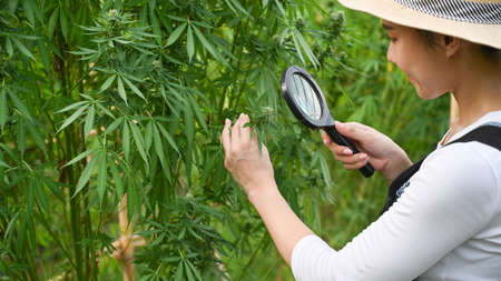 Young farmer checking and taking care cannabis plants in greenhouse. Agriculture and legal cbd marijuana concept.の写真素材