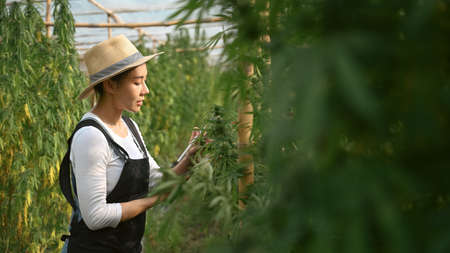 Young asian woman smart farmer checking marijuana or cannabis plantation in greenhouse. Alternative herbal medicine, health, hemp industry concept.の写真素材