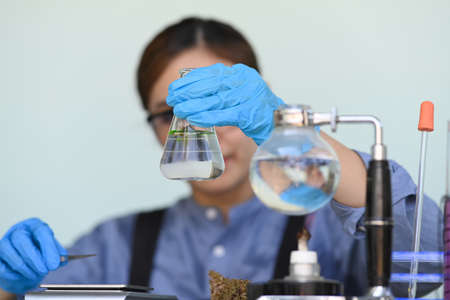 Researcher conducting scientific research in science lab. Herbal alternative medicine, cbd oil,...