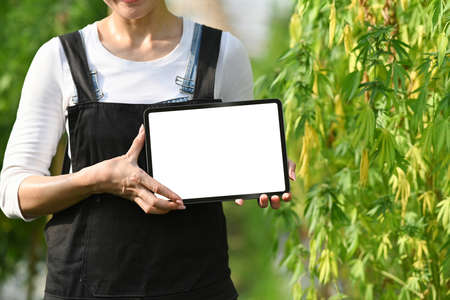 Young smart farmer holding digital tablet while standing by hemp or cannabis field. Concept of Agriculture and herbal medicine.の写真素材