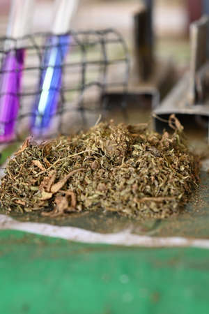 Dry and trimmed cannabis buds with colorful substances on table in laboratory. Herbal alternative medicine, cbd oil concept.の写真素材