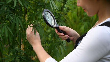 Young farmer checking quality of cannabis or hemp leaves in the field. Business agricultural...