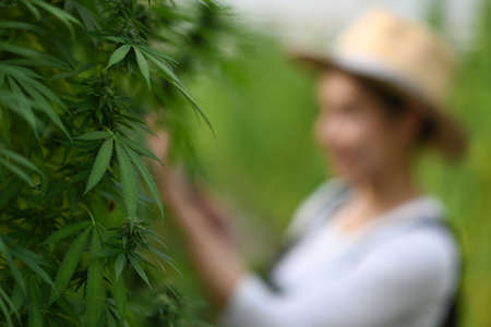 Marijuana growing in organic farm with young farmer standing in background. Business agricultural cannabis farm.の写真素材