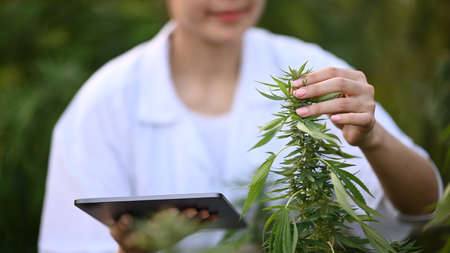 Researcher holding digital tablet and examining cannabis plants for scientific experiment. Herbal alternative medicine, cbd oil concept.の写真素材