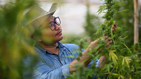Young farmer examining cannabis plants in greenhouse. Business agricultural cannabis farm and herbal medicine concept.の写真素材
