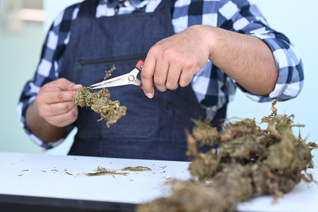 Cropped shot young farmer processing dry cannabis plant for commercial use. Alternative herbal, business agricultural cannabis farm.の写真素材