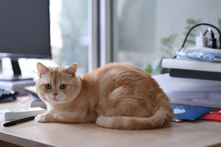 Cute cat sits on wooden table near computer pc and stationery. Home office desk.の写真素材