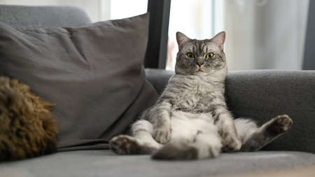 A cute cat sitting with a funny gesture on the couch. Domestic life animals.