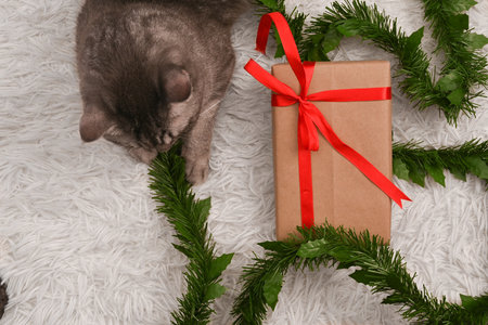 From above view of lovely tabby cat with Christmas gift box on white fur carpet. Christmas holiday concept.の写真素材