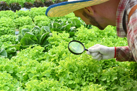 Cropped shot of farmer with magnifying glass checking plants in hydroponic greenhouse. Agricultural business concept.の写真素材