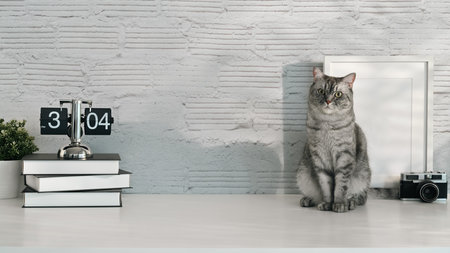 Image of a tabby domestic cat sitting on white table with alarm clock, books and picture frame. Domestic cat, workplace.の写真素材