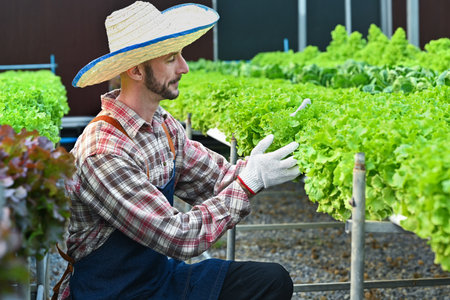 Young farmer working, sorting organic vegetables in hydroponic greenhouse. Harvest and gardening concept.の写真素材