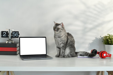 Adorable tabby cat sitting on white table near laptop, headphone and potted plant. Blank screen for advertising text message.の写真素材