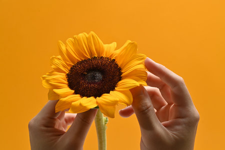 Unrecognizable hand holding fresh sunflower on bright yellow background. Closeup view, natural background, flower card.の写真素材