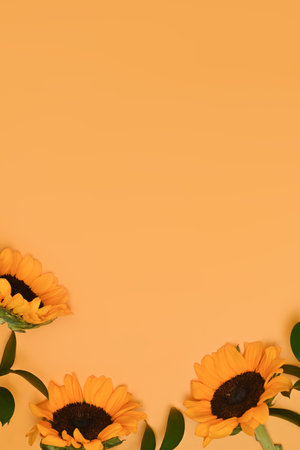 Sunflowers with green leaves on yellow background with copy space. Natural background, autumn or summer concept.の写真素材
