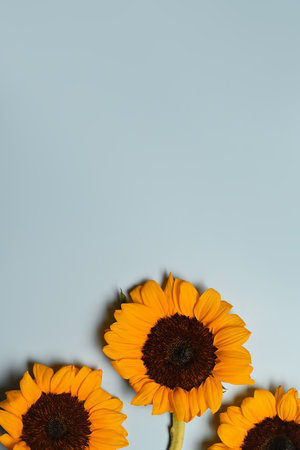 Beautiful sunflowers on light blue background. Floral background, copy space for your text.の写真素材