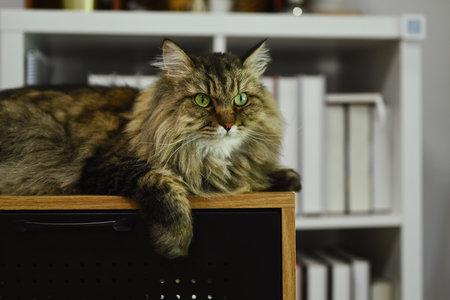 Photo of cute fluffy cat lying on wooden table and looking away. Domestic cat concept.の写真素材
