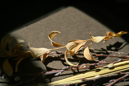 Dried flowers and leaves on table with shadows and natural sunlight.の写真素材