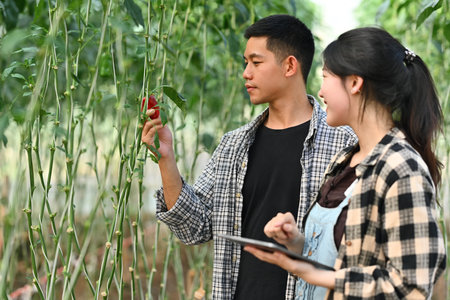 Asian farmer couple checking the quality of peppers plant in a greenhouse.の写真素材