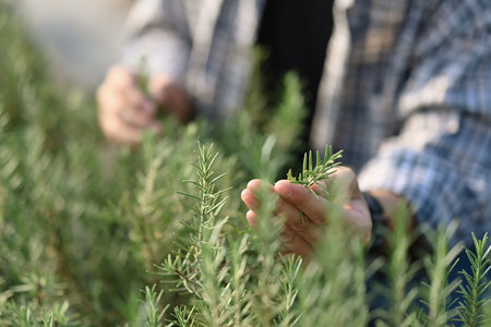 Hands of farmer doing quality check of green rosemary in greenhouse. Ecological and organic cultivation concept.の写真素材