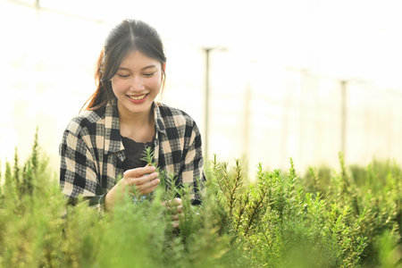 Charming Asian female farmer taking care of young rosemary plants on organic farmの写真素材