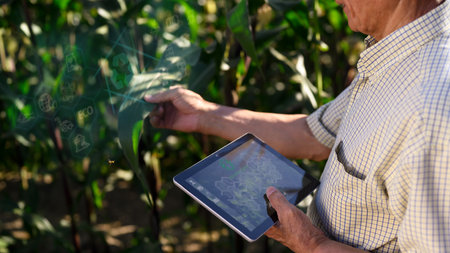 Senior farmer using digital tablet and examining young corn plants in the field. Smart farming...
