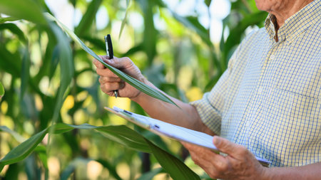 Cropped shot senior farmer holding clipboard and examining leaves of corn crops in field.