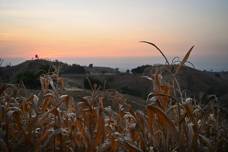 Serene view of dried cornfield with a rural hillside landscape at sunset.の写真素材
