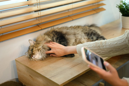 Young woman holding mobile phone and gently petting sleeping cat on wooden table.の写真素材