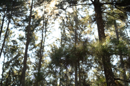 Pine trees with sunlight gently filtering through the dense branches.