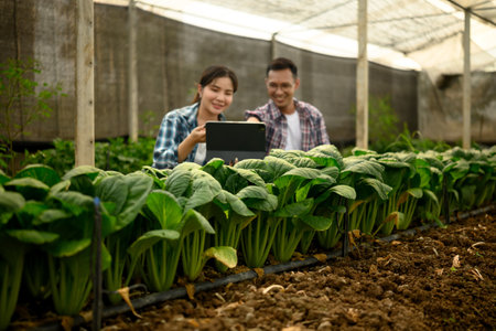Smiling farmers analyze data on digital tablet while inspecting Tatsoi plants in a greenhouse.の写真素材