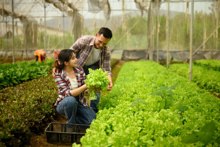 Smiling man and woman enjoy harvesting fresh vegetables inside a greenhouse.の写真素材