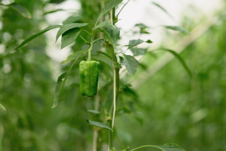 Close up of fresh green bell pepper growing on the vine in a greenhouse.の写真素材