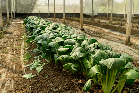 Row of organic Bok Choy are growing in a greenhouse..の写真素材