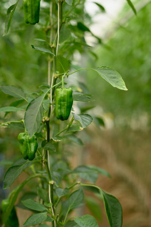 Close up of green bell peppers growing in controlled environment.