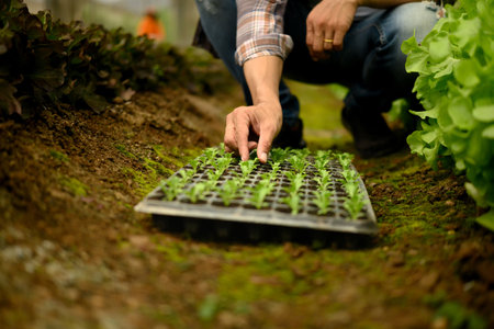 Close up of farmer inspecting young vegetable seedlings in a seedling tray. Sustainable agriculture concept.の写真素材