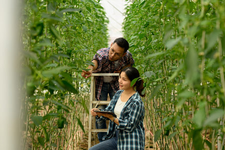 Farmers using a digital tablet while checking the growth of green bell peppers.の写真素材