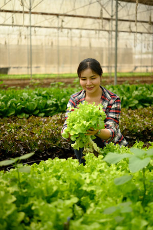 Smiling woman harvesting fresh green lettuce in a greenhouse. Organic farming concept.の写真素材