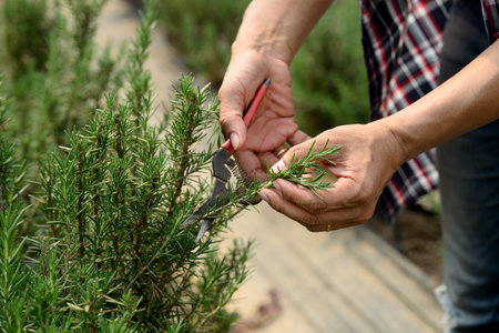 Farmer harvesting fresh rosemary herbs. Concept of organic farming and herbal agriculture.