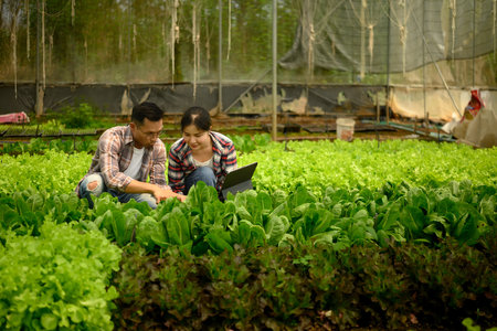 Two farmers review information on digital tablet among rows of lettuce in a greenhouse.