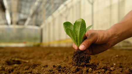 Hand planting a leafy green vegetable seedling into the earth. Eco-friendly and care for the earth concept.の写真素材