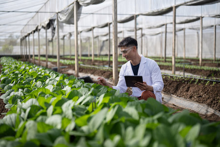 Male researchers using tablet in a Mustard Spinach greenhouse.の写真素材