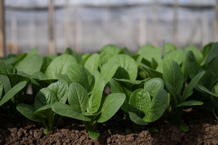 Mustard greens thriving in greenhouse.の写真素材